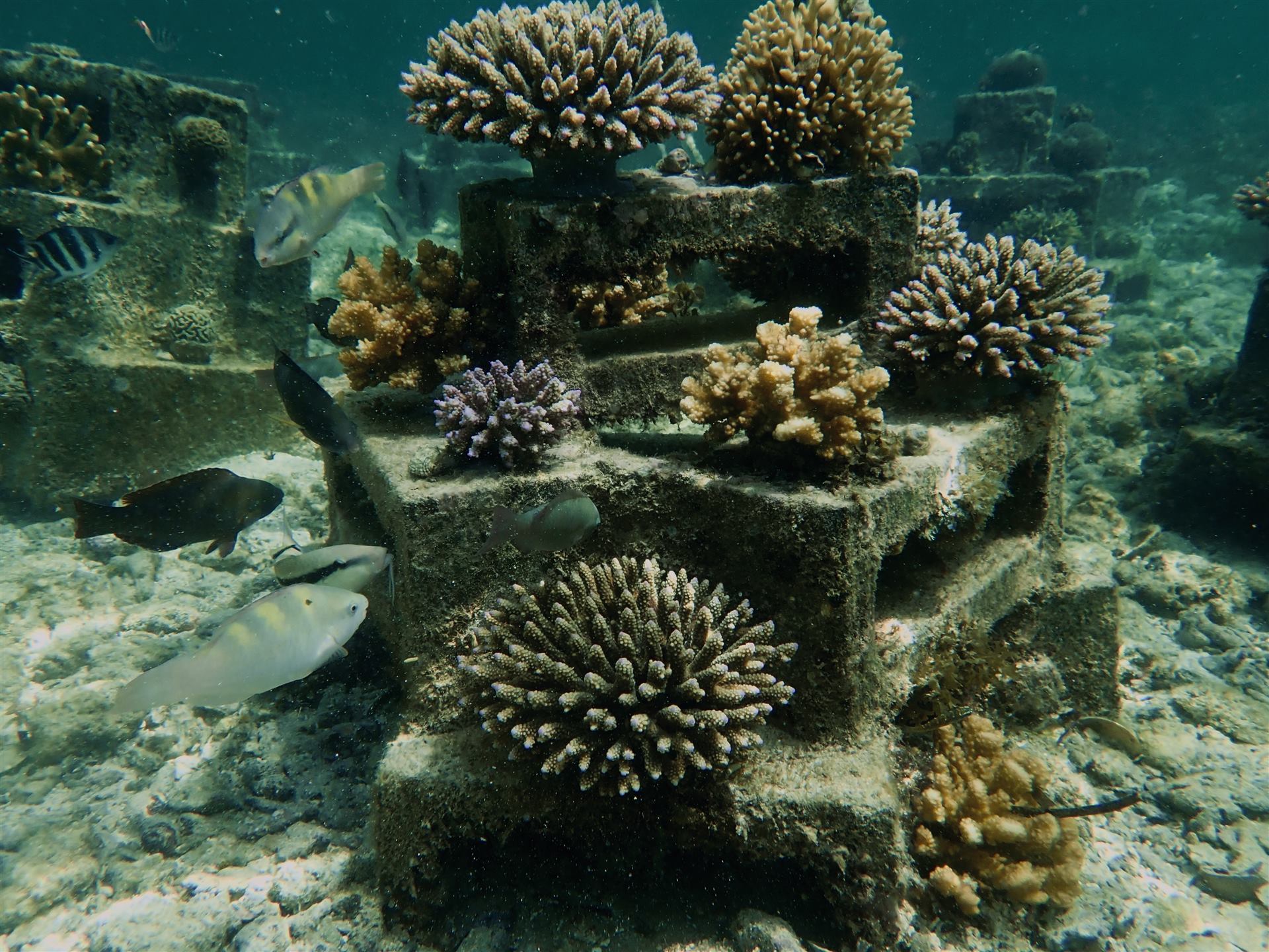 Ocean conservation work