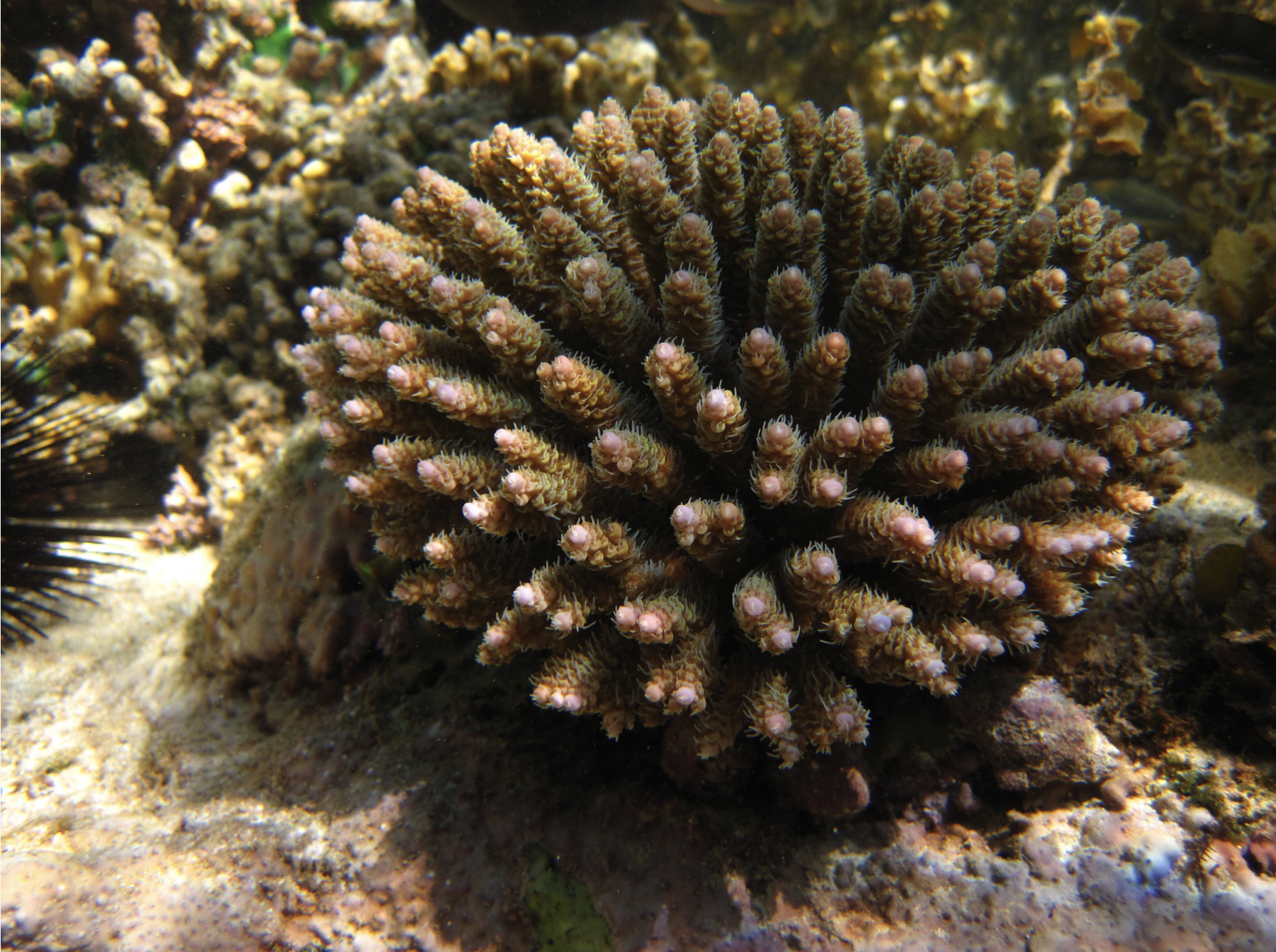 Restored coral colony at Kilifi reef